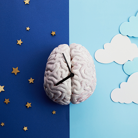 Cerveau la nuit et le jour