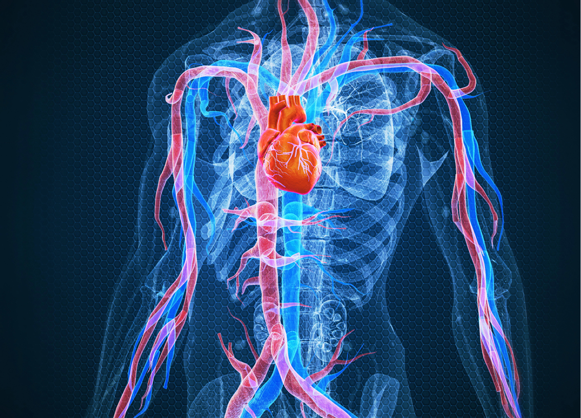 Radiographie du corps humain mettant en évidence le cœur